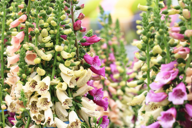 digitalis