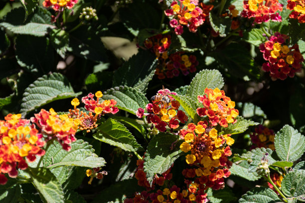 lantana