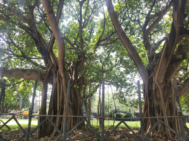 banyan