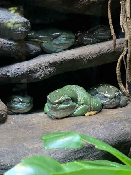 dendrobates