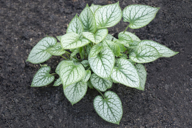 brunnera