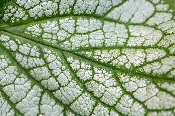 brunnera