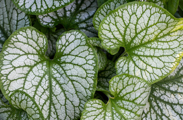 brunnera