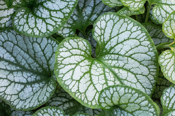 brunnera