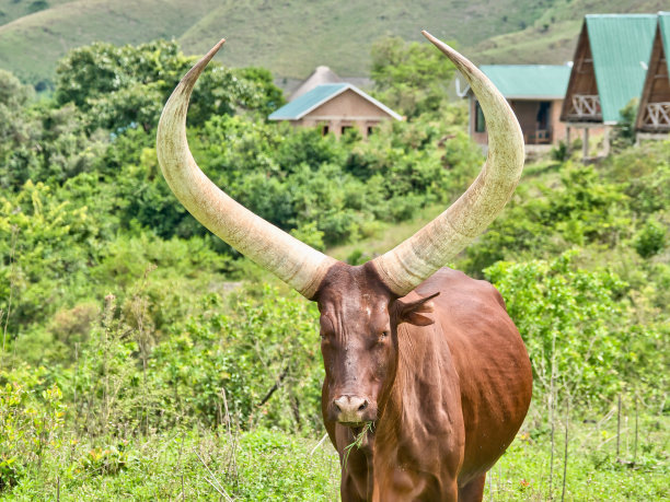 horned