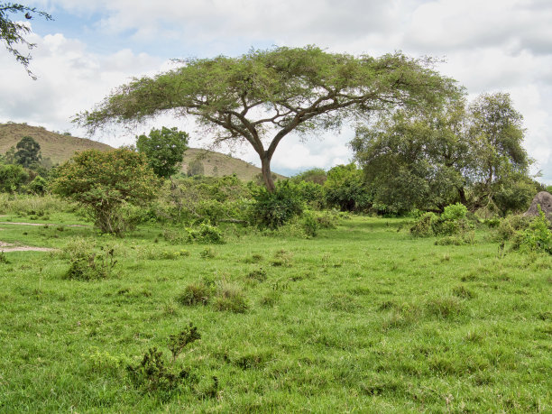 savanna