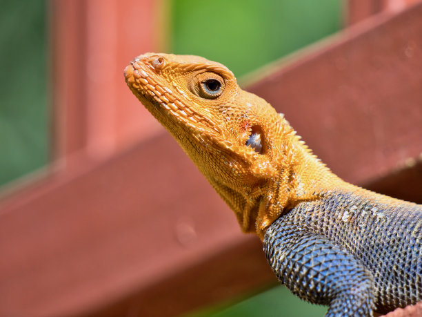 agama
