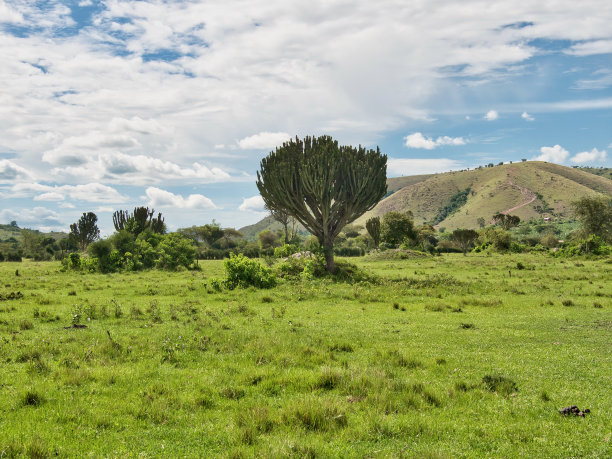 savanna