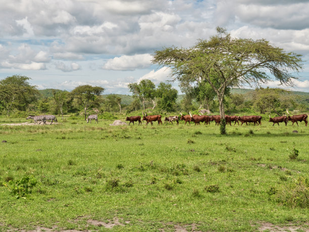 savanna