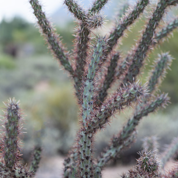 ocotillo