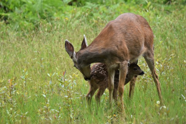 doe