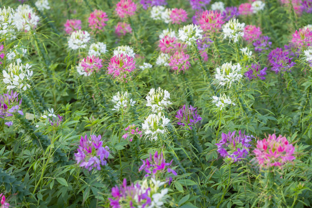 cleome