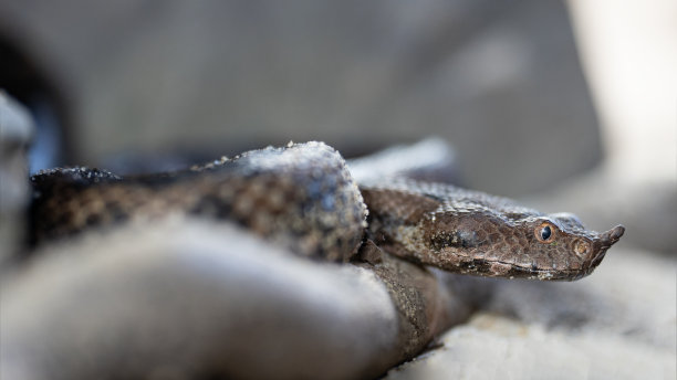 adders