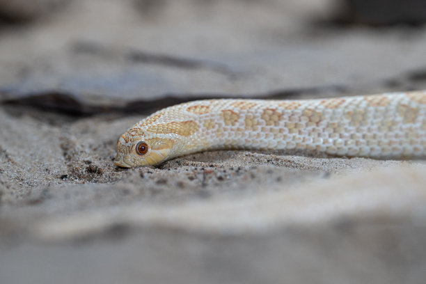 adders