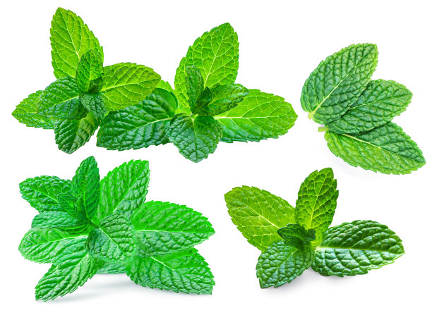 spearmint