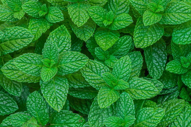 spearmint