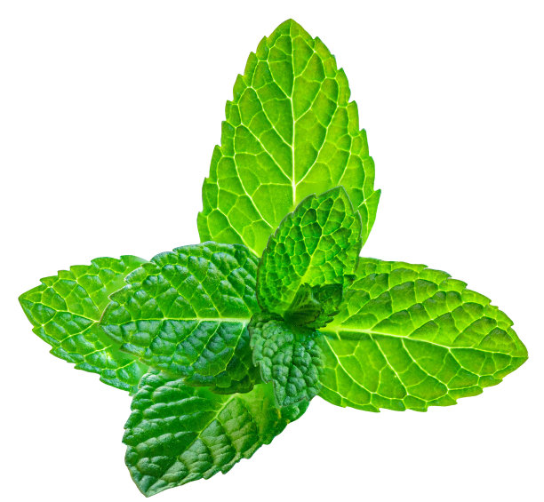 spearmint