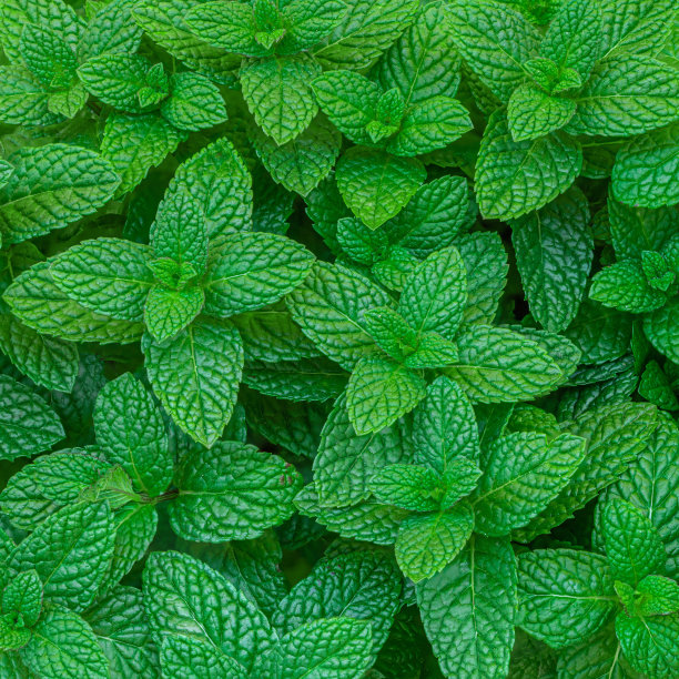 spearmint
