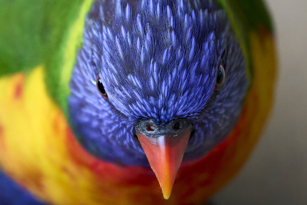 lorikeets