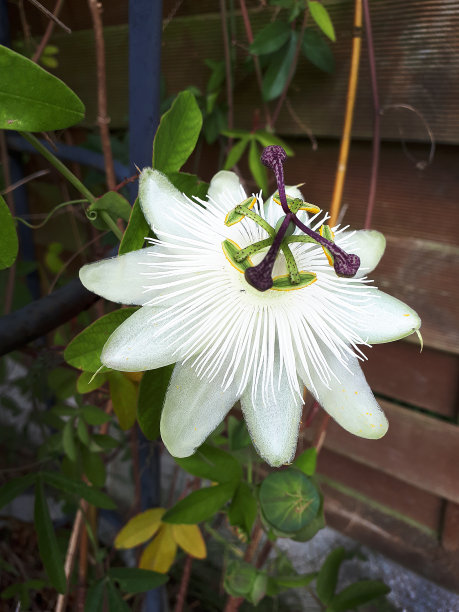 passiflora