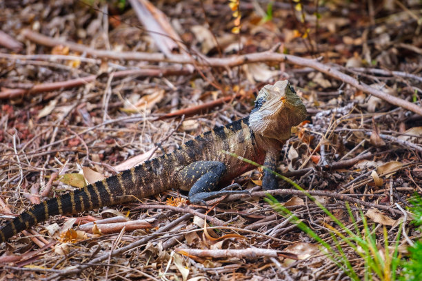 physignathus