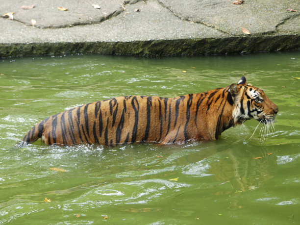 水里的老虎