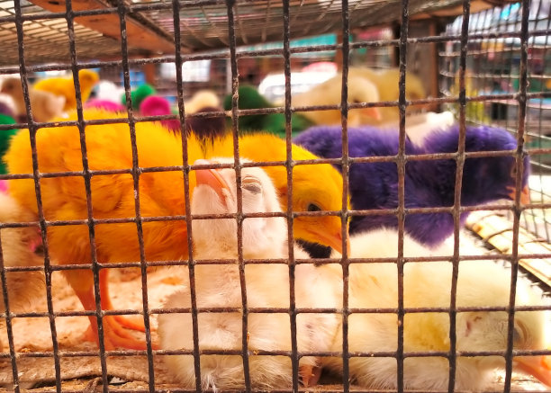 彩虹小鸡