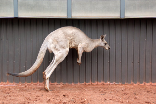 wallaroo