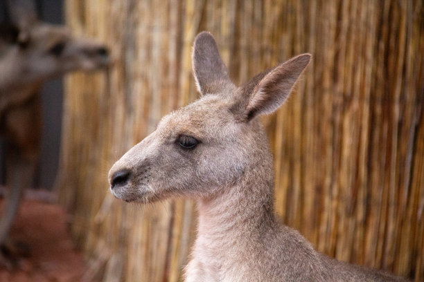 wallaroo