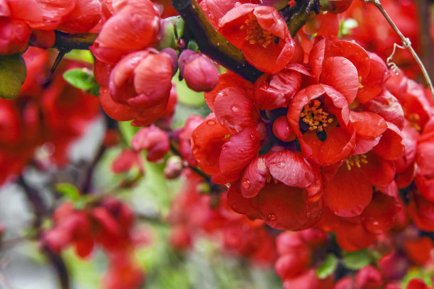 chaenomeles