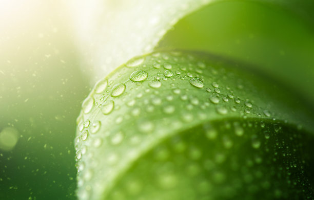 叶子水滴绿叶背景素材