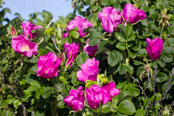 rugosa