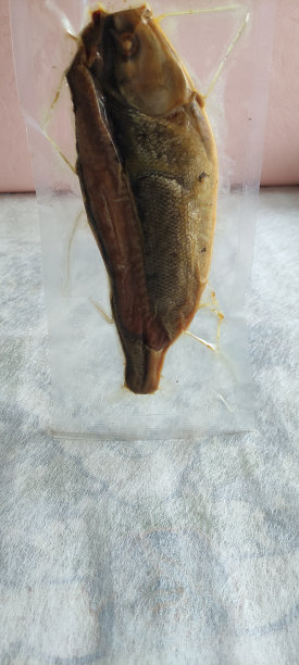 chanidae
