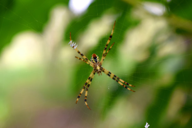 argiope