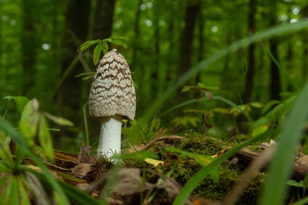 coprinus