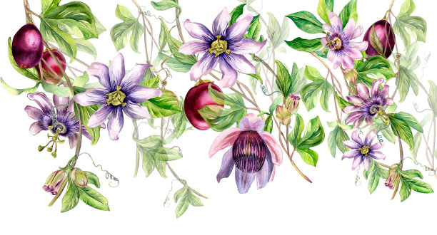 百香果包装插画