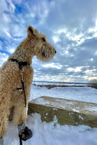 airedale