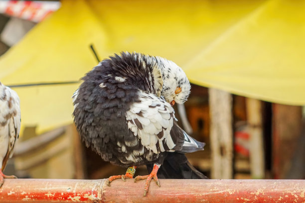 preen