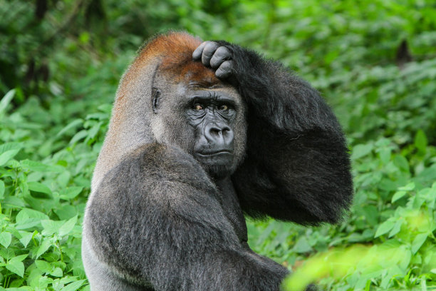 ape