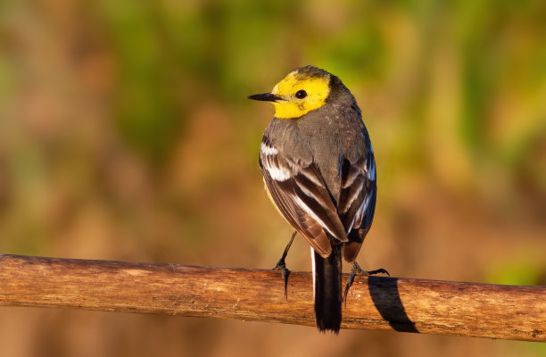 wagtail