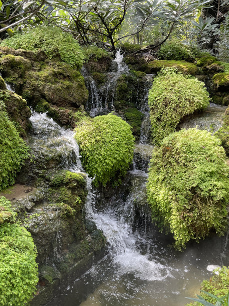 苔藓和花朵的岩石景观