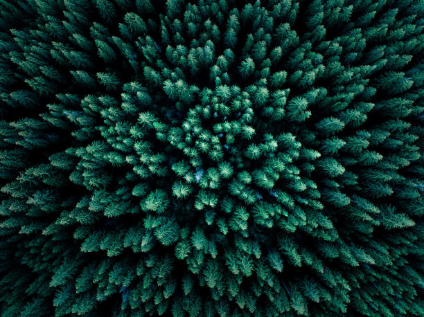 spruce