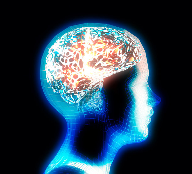 cerebrum