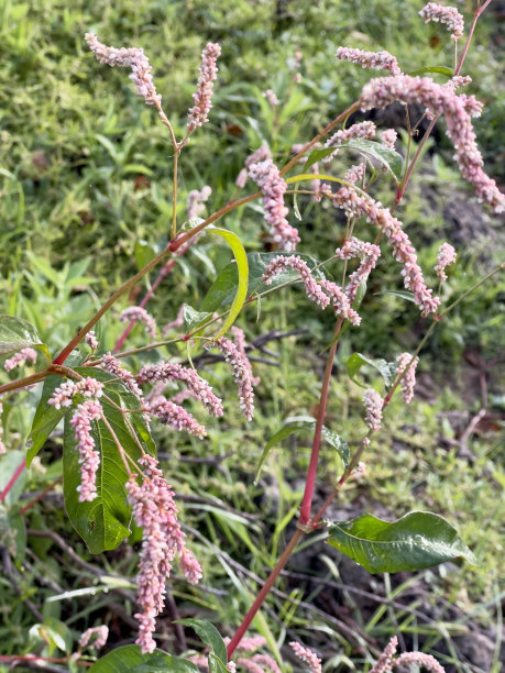polygonum