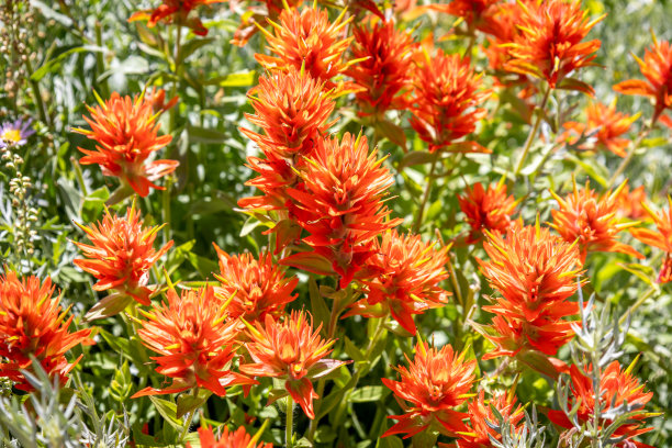 hawkweed