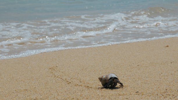crustacean