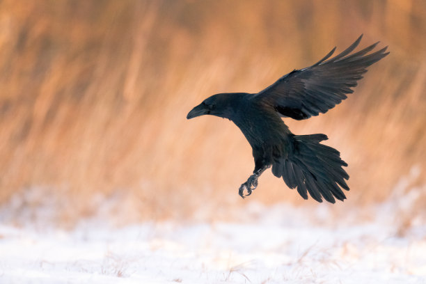 raven