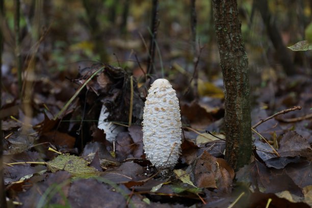 coprinus