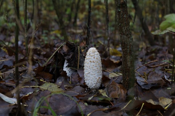 coprinus