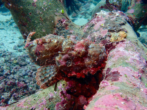 lionfish